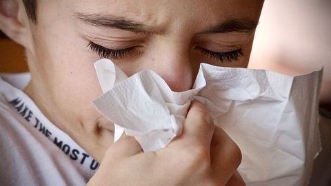 Beetle Could Tackle the Root of Seasonal Allergy Problems