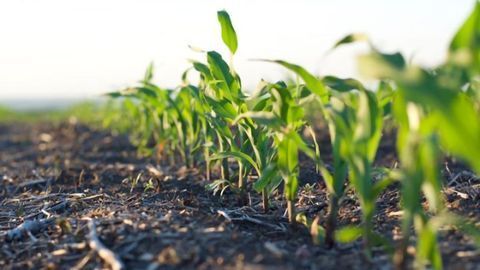 How Have Herbicide Regulations Impacted the Environment?