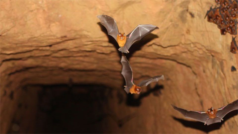 New Species of Leaf-Nosed Bats is Cousin of Horseshoe Bats content piece image