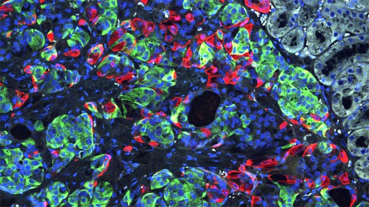 Beta Cells in Mice