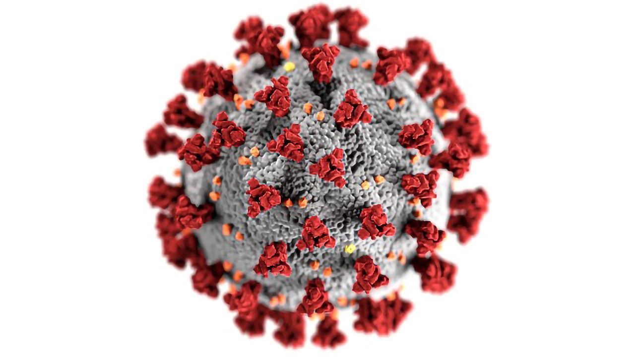 Cells Likely Targeted by SARS-CoV-2 Identified