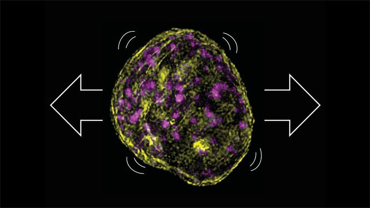 Tissues Protect Their DNA Under Mechanical Stress