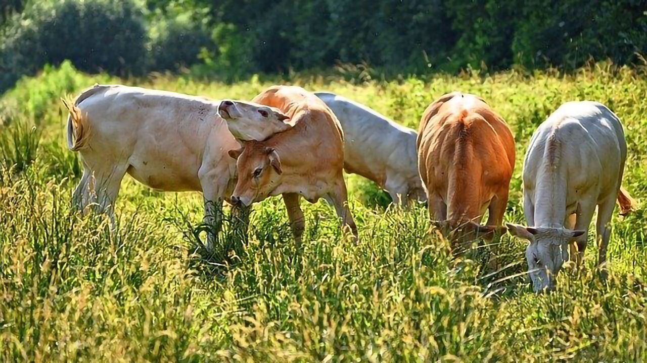 Will There Be Enough Grass This Year?