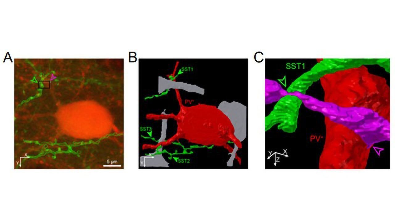 Neuropeptide Treatment Boosts Visual Processing in the Mouse Brain