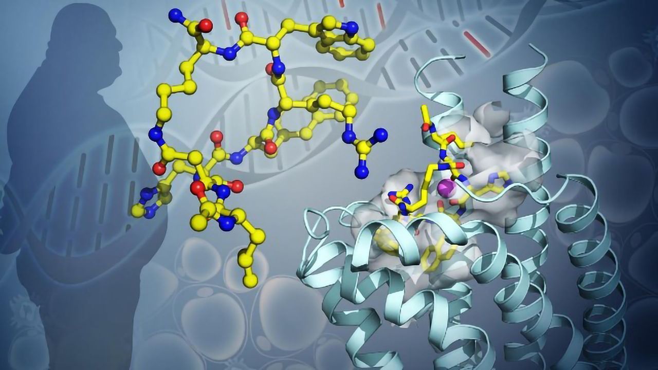 Configuration of Key Protein Involved in Obesity May Lead to Better Treatments