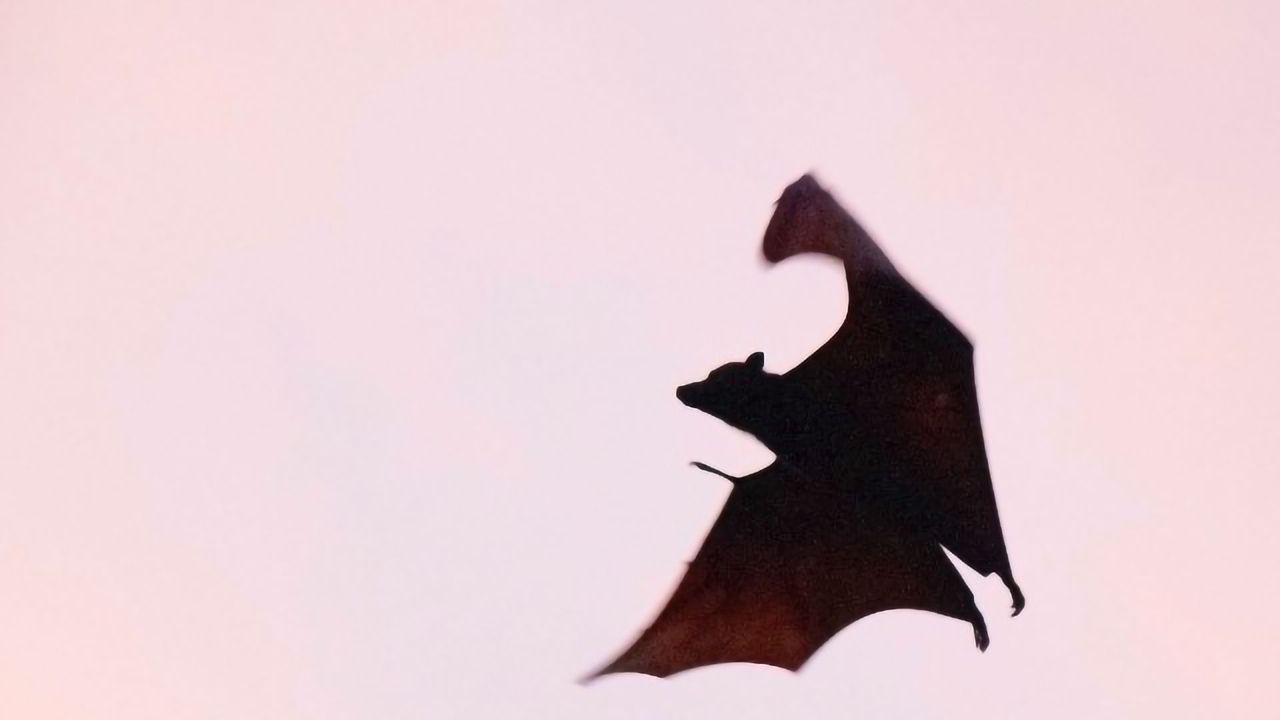 Coronaviruses and Bats Have Been Evolving Together for Millions of Years
