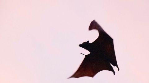 Coronaviruses and Bats Have Been Evolving Together for Millions of Years