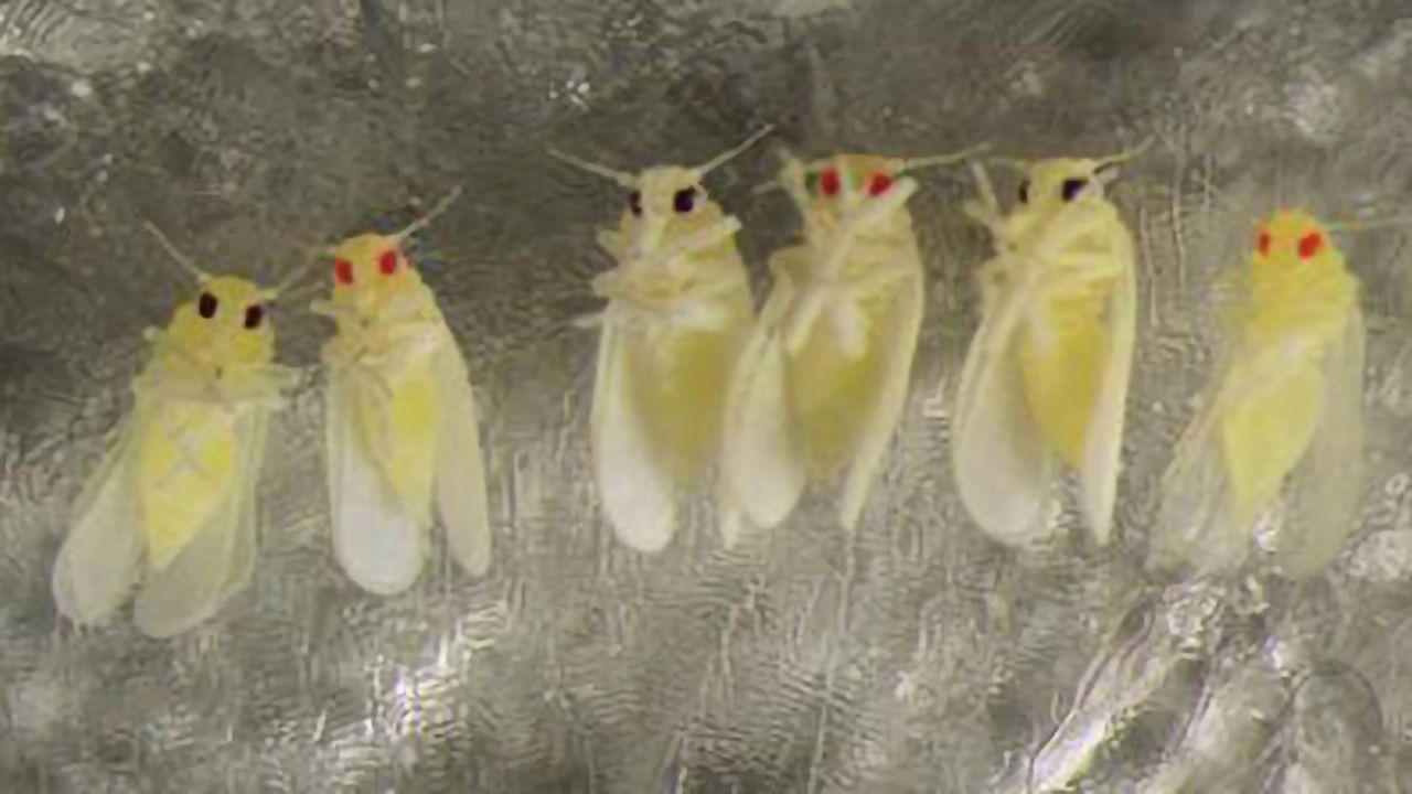 Gene-editing Protocol for Whitefly Opens the Door for Pest Control