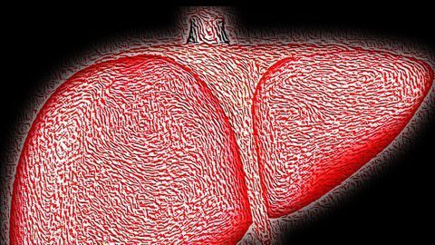 How the Immune System Responds to Hepatitis C Infection