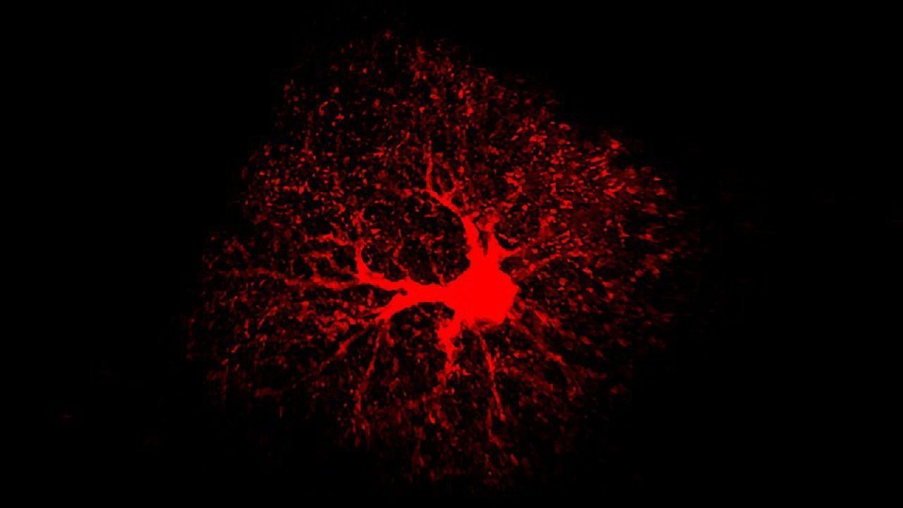 Adult Astrocytes Play Important Role in Learning and Memory