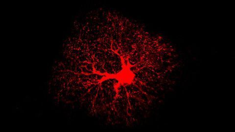 Adult Astrocytes Play Important Role in Learning and Memory