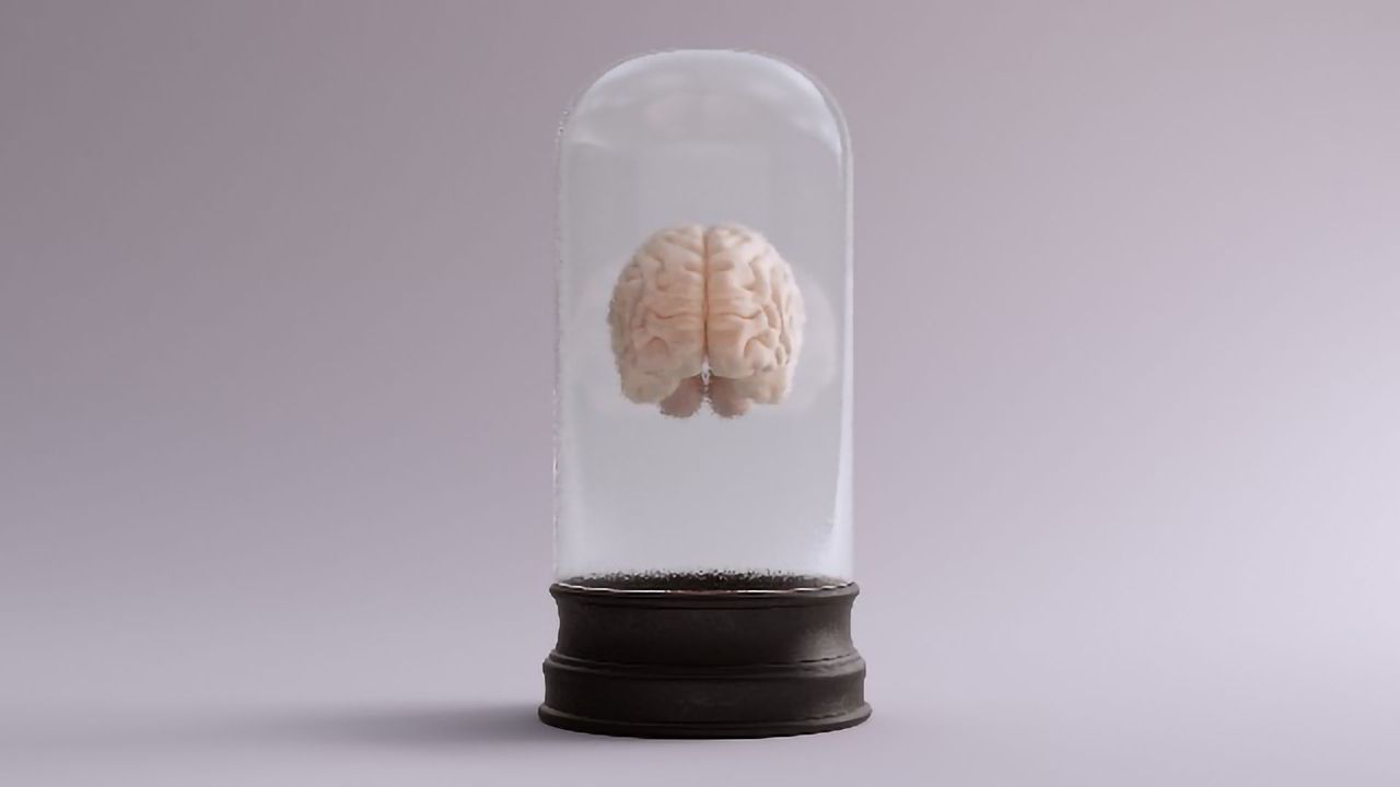 Staining Technique Lets Researchers Visualize Whole Brains (and Bodies)