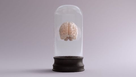 Staining Technique Lets Researchers Visualize Whole Brains (and Bodies)