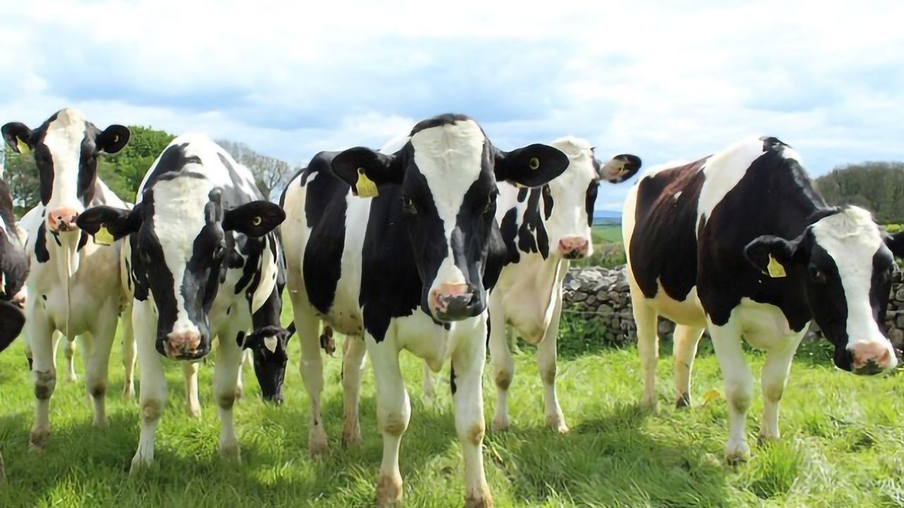 Mapping the March of Dairy Farming Across Europe