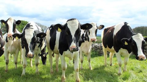 Mapping the March of Dairy Farming Across Europe