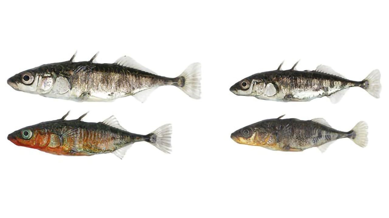 Genomic Changes Within a Generation in Fish