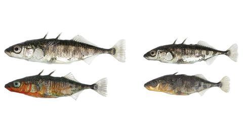 Genomic Changes Within a Generation in Fish