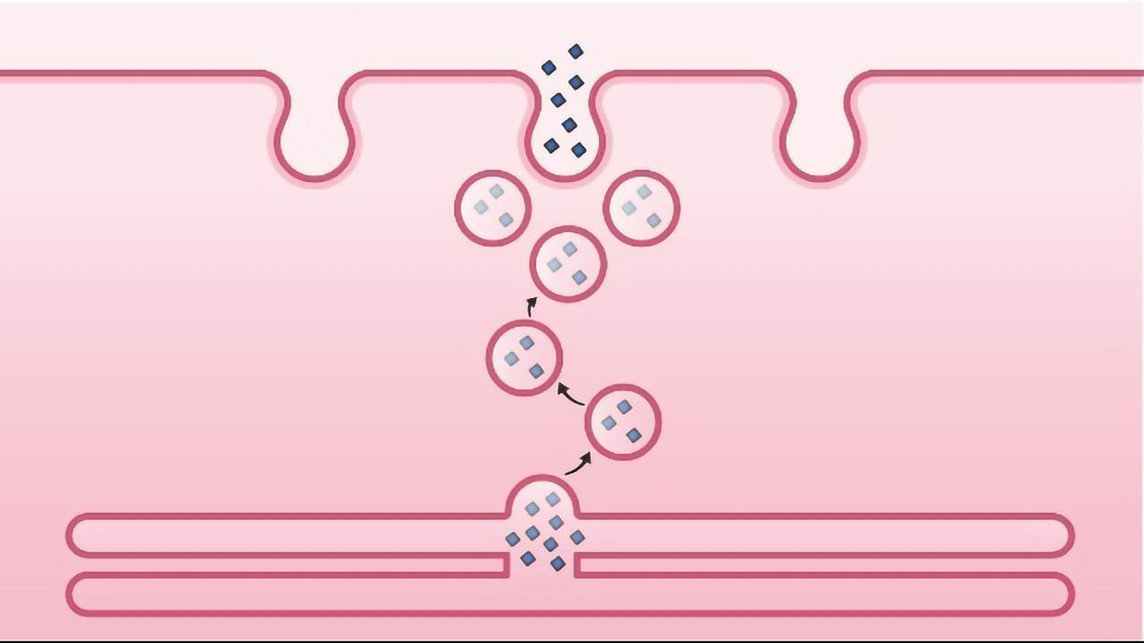 Endocytosis and Exocytosis: Differences and Similarities