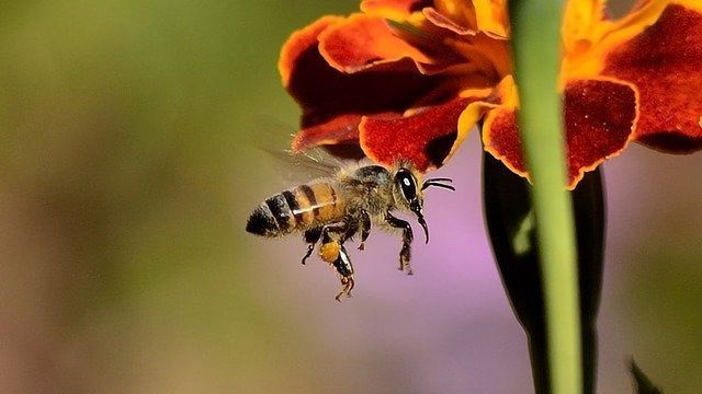 新的血液试验有助于临床医生确定敏感昆虫叮咬内容块的形象