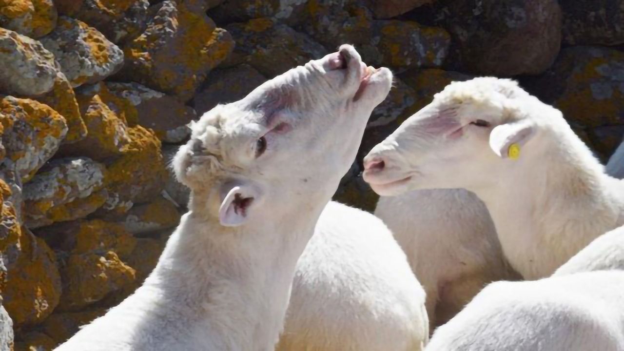 Virus Genome Sheds Light on Re-emergence of Livestock Diseases