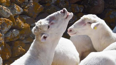 Virus Genome Sheds Light on Re-emergence of Livestock Diseases