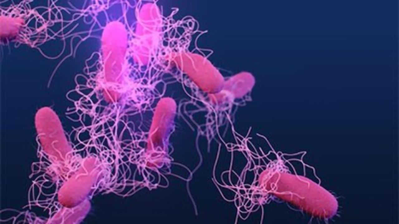 Salmonella Food Poisoning Outbreak Tracking Could Be Improved With DNA Test
