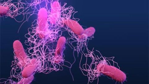 Salmonella Food Poisoning Outbreak Tracking Could Be Improved With DNA Test