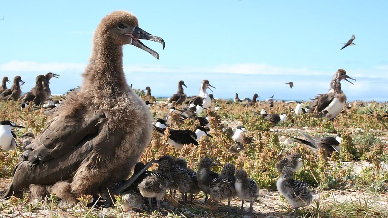 Plastic Pollution in the Polar Regions Analyzed