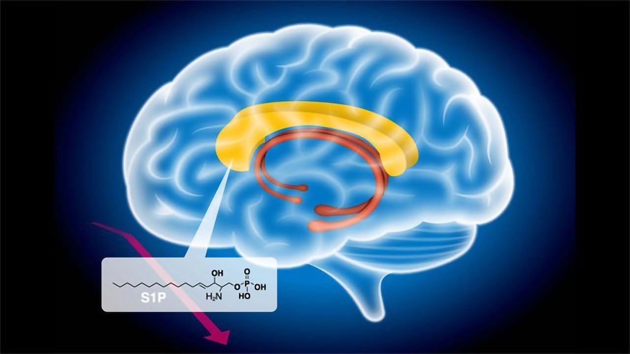 Abnormal Fat Metabolism Associated With Schizophrenia