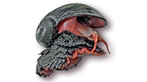 Unlocking the Genomic Secrets of Scaly-foot Snail