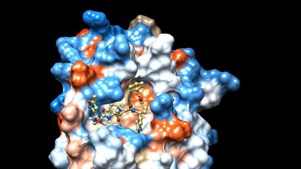Force Fields Help Identify Promising Peptides To Disrupt COVID-19