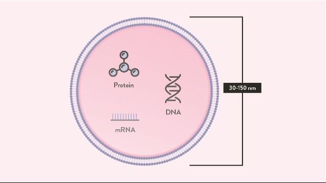 Illustration of an exosome. 