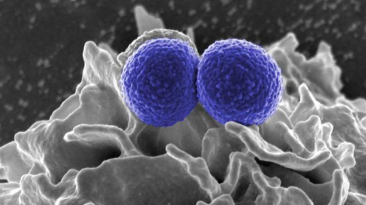 First High-resolution Images of Bacterial Cell Wall