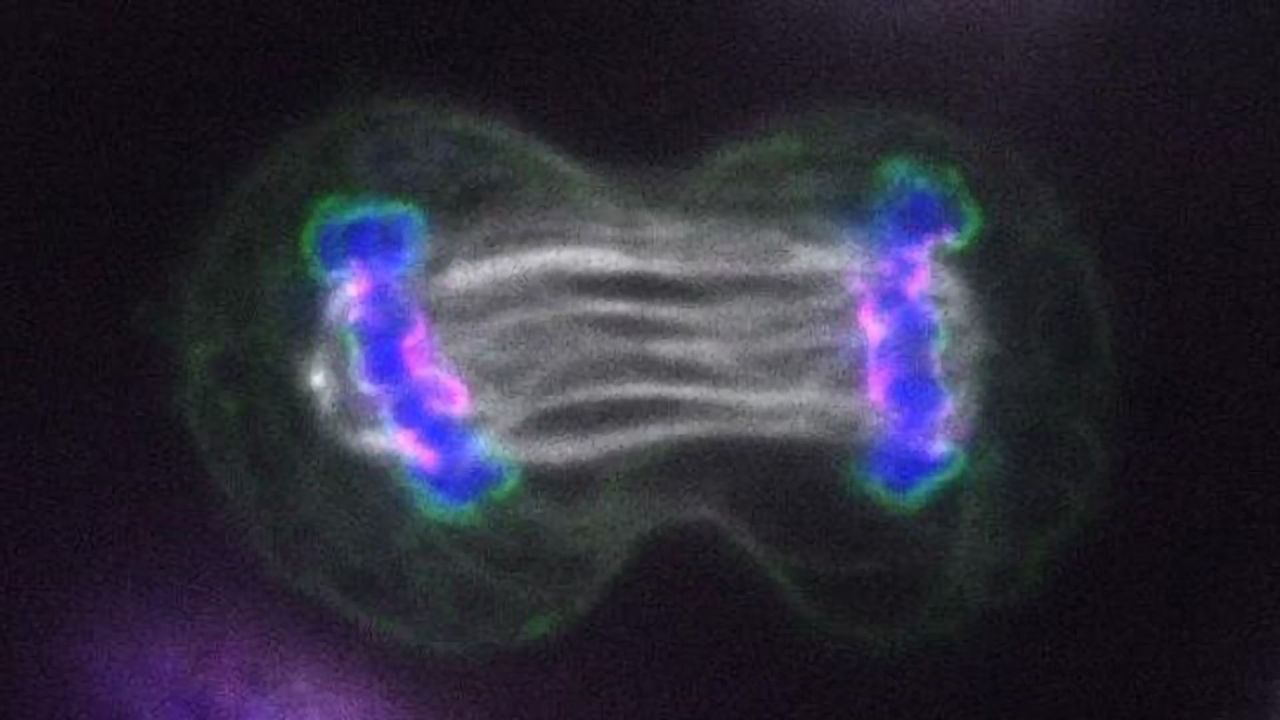 New Insights Linking Cell Division to Cancer Uncovered