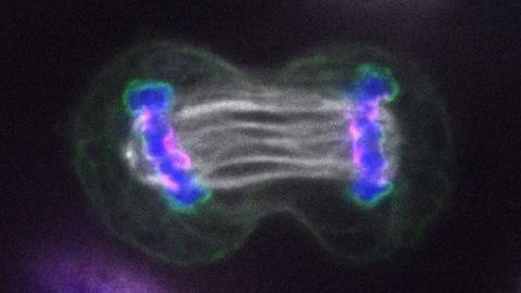 New Insights Linking Cell Division to Cancer Uncovered