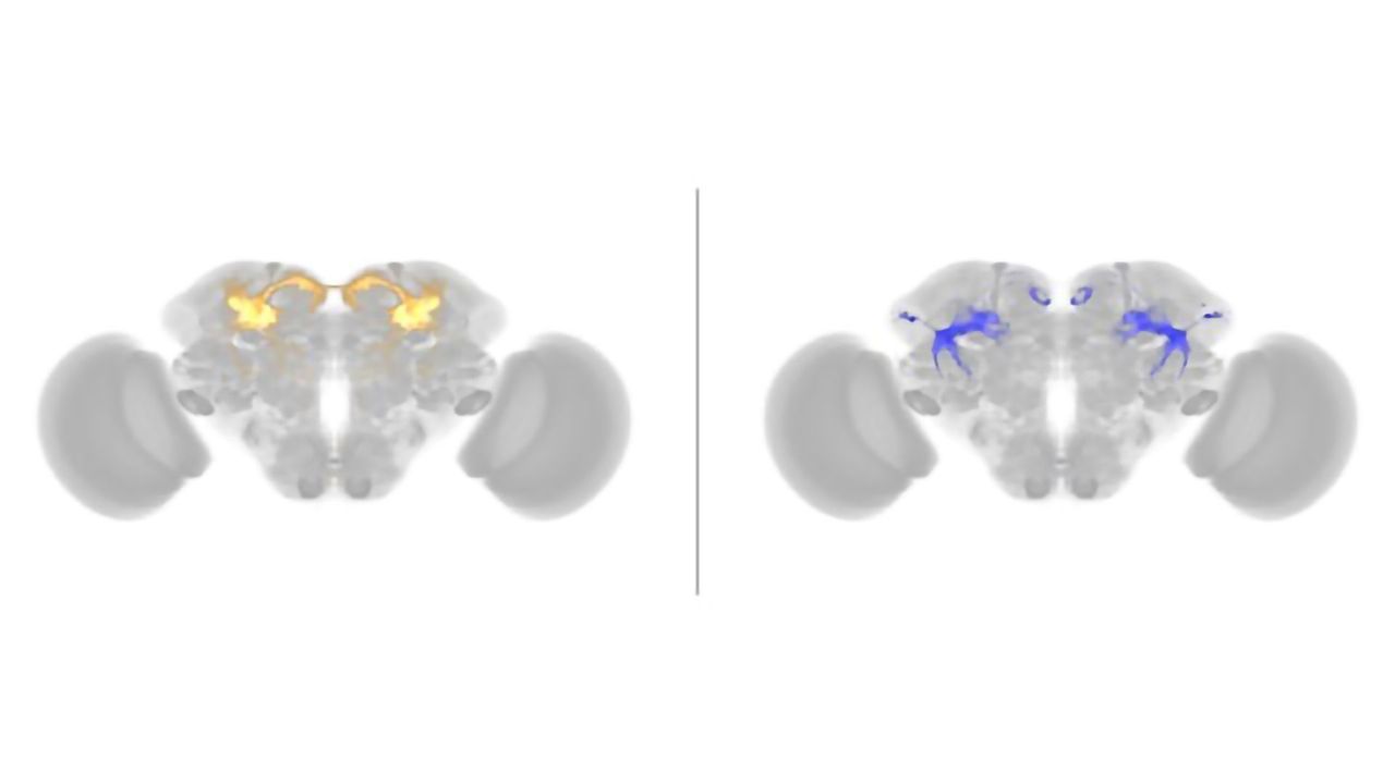 How Genes Control Courtship and Aggression