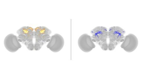 How Genes Control Courtship and Aggression