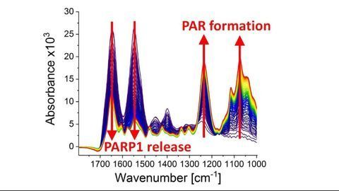Observing DNA’s Molecular Repair Process in Real-time