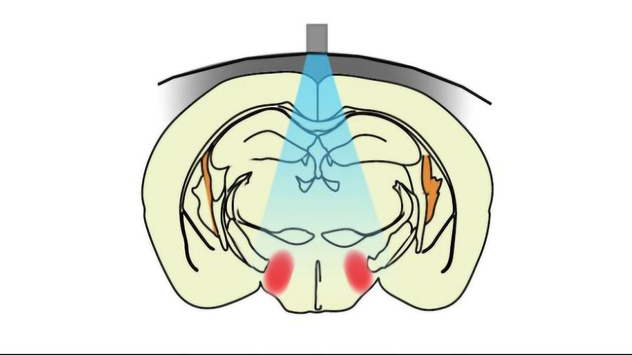 Implant-free Optogenetics Allows Researchers To Study the Brain Without Implants
