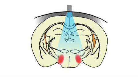 Implant-free Optogenetics Allows Researchers To Study the Brain Without Implants