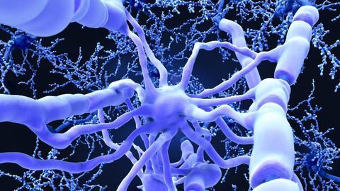 APOE4, a Genetic Culprit for Alzheimer’s Disease, Triggers Leaks in the Brain’s Plumbing System