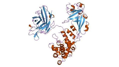 “Piggyback” Method Developed To Improve Drug Delivery of RNA Therapeutics
