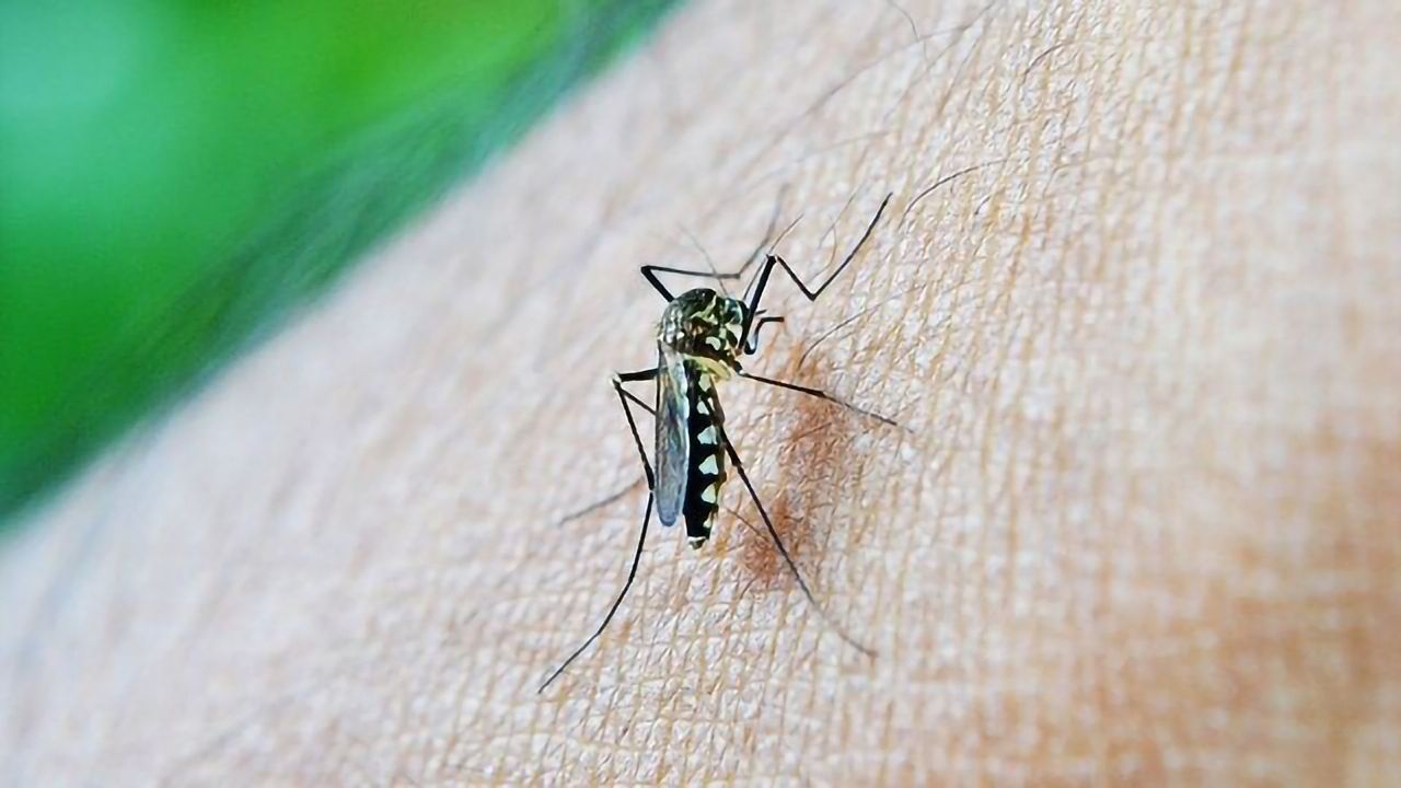 How the Immune System Initially Responds to Dengue