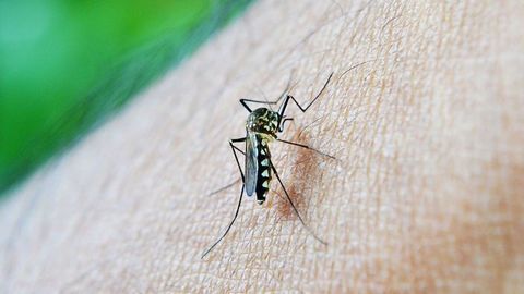 How the Immune System Initially Responds to Dengue