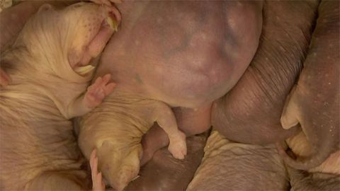 Naked Mole Rats Can't Socially Distance. Here's Why That Has Implications for the Human Brain