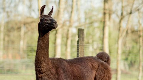 Llama Antibodies Could Help Fight Against COVID-19
