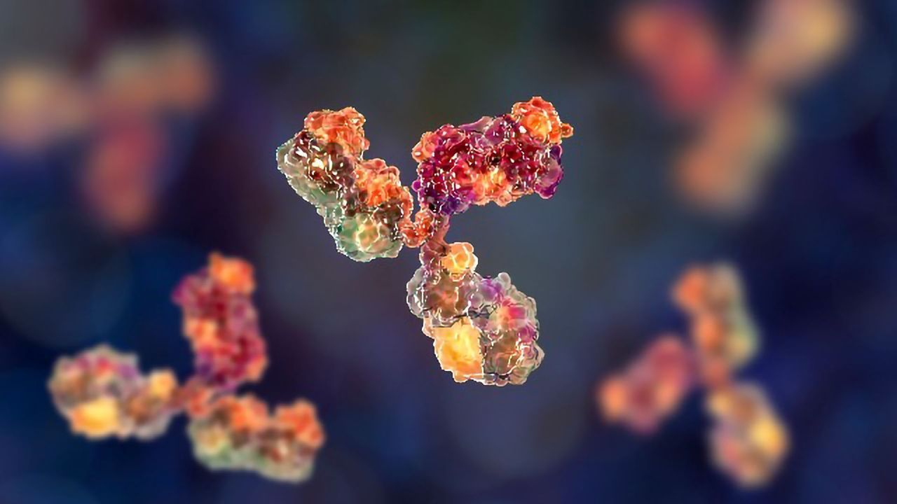 Human Monoclonal Antibody Neutralizes SARS-CoV-2 in Cell Culture