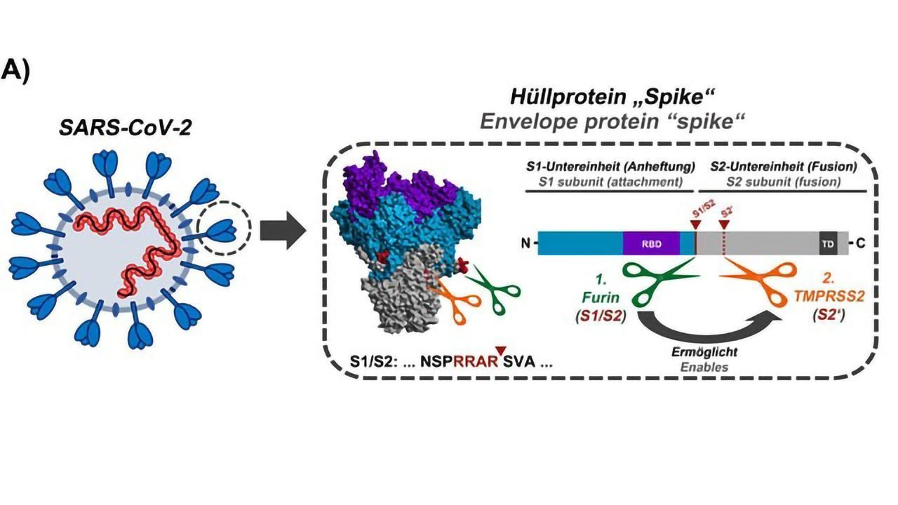 Activation Sequence of the SARS-CoV-2 Spike Protein Unveiled