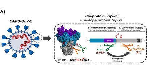 Activation Sequence of the SARS-CoV-2 Spike Protein Unveiled