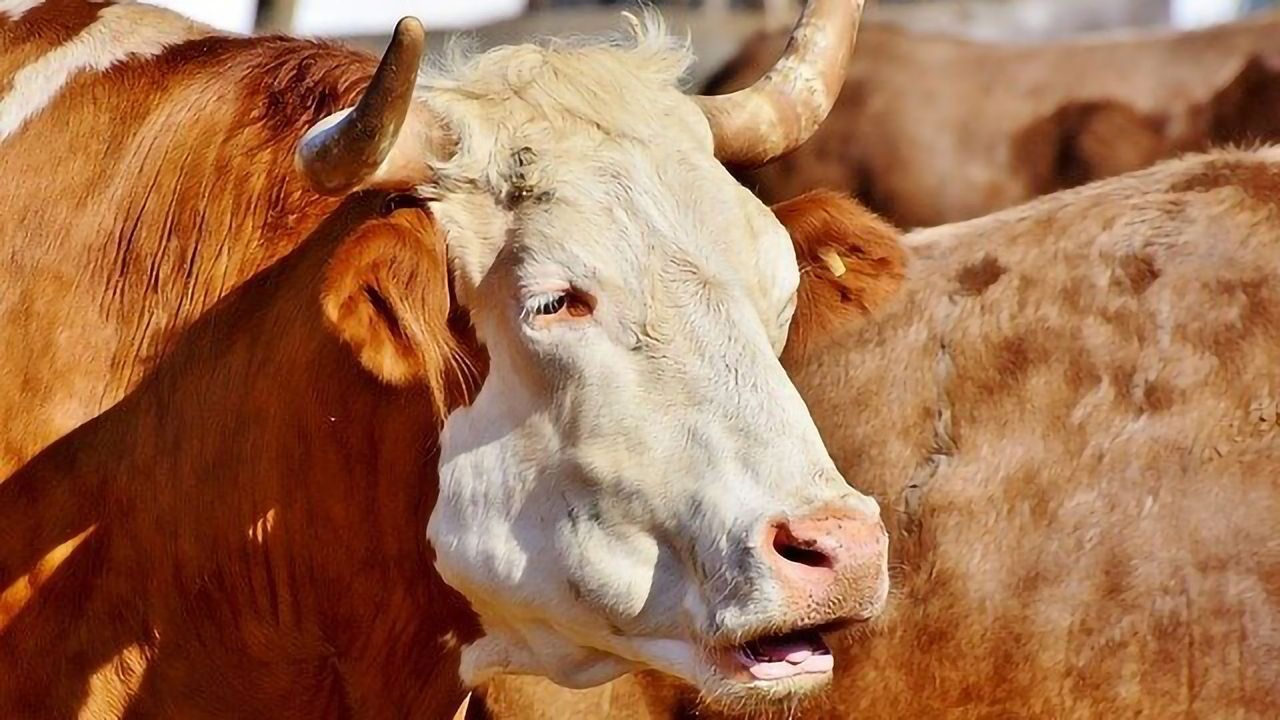 Intensive Farming Increases Risk of Disease Spread to Humans